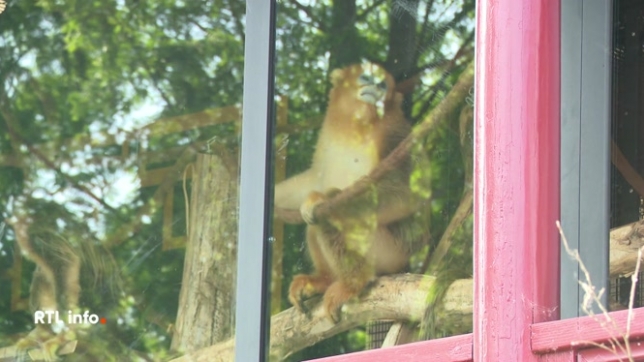 Après 7 semaines d'acclimatation et de soins attentifs, les 3 primates arrivés de Chine le 14 mai dernier ont enfin pu s'aventurer dans le grand territoire extérieur. Un moment émouvant pour les équipes du parc et pour les visiteurs qui ont pu découvrir ces nouveaux résidents très attendus.
