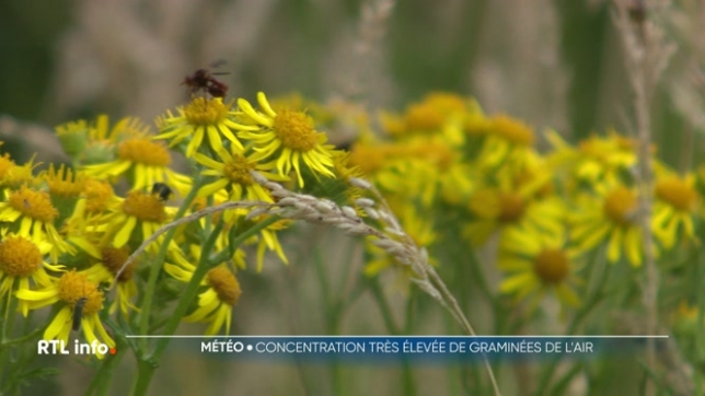 Chaleur oblige, on constate de fortes concentrations de pollens de graminées dans l'air qui provoquent des allergies. Comment expliquer de tels niveaux ? Et surtout comment s'en protéger ?
