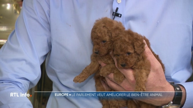 C'est une grande victoire pour les défenseurs des animaux : le Parlement européen a adopté un texte renforçant le bien-être des chiens et des chats. Plusieurs mesures visent à lutter contre les trafics, la consanguinité et les mutilations encore trop fréquentes.