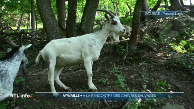 62 chèvres sauvages vivent en toute autonomie dans la réserve de la Heid des Gattes, à Aywaille. Visite.
