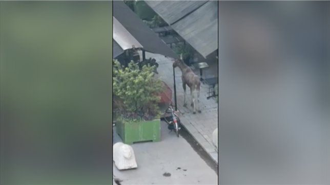 Les lève-tôt de Stockholm ont eu droit à un spectacle inhabituel lundi en voyant un élan égaré dans le centre-ville de la capitale suédoise où il a dû être abattu, a indiqué la police.