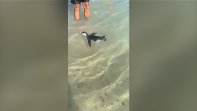 Un pingouin nage avec les vacanciers sur une plage de Rio De Janeiro, au Brésil.