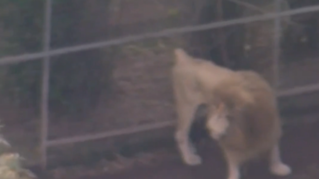 Capture d'écran 2025-07-07 062700.png