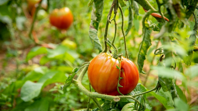 tomates-culturescmmarkovic-2021-019