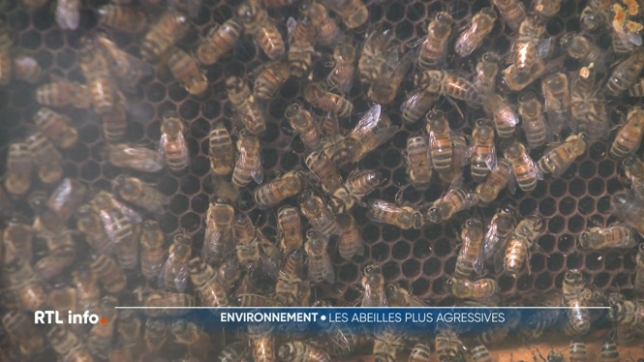 Une vingtaine de personnes ont été blessées dans le Cantal, en France, par une attaque virulente d'abeilles. Un comportement pourtant inhabituel pour ces insectes. Alors, comment l'expliquer? Cela pourrait-il se produire chez nous ? Et surtout, comment réagir dans un tel cas ?