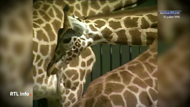 C'était le 10 juillet 1995: Luc Gilson et Bruno Spaak passaient la journée au zoo d'Anvers parmi 5.000 animaux.