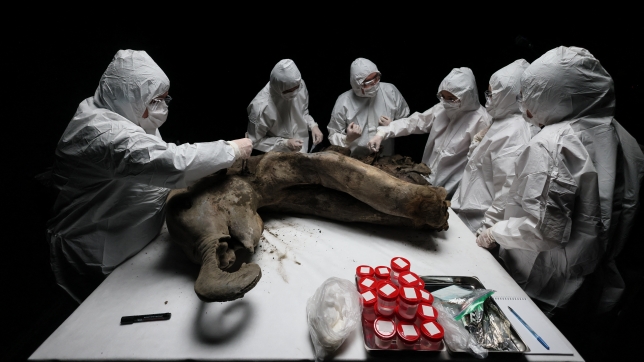 Le 27 mars 2025, à l’Université Fédérale du Nord-Est de Iakoutsk, des scientifiques ont procédé à la nécropsie d’un spécimen exceptionnel : le bébé mammouth surnommé « Yana ». Ce spécimen, exhumé l’été dernier près de la station de recherche de Batagaïka, dans la région de Yakoutie recouverte de permafrost, pèse 180 kilogrammes et mesure 120 centimètres de haut pour 200 centimètres de long. Son âge est désormais estimé à « plus de 130 000 ans », a précisé Maxim Cheprasov, directeur du Musée du Mammouth à l’Université Fédérale du Nord-Est de Iakoutsk.