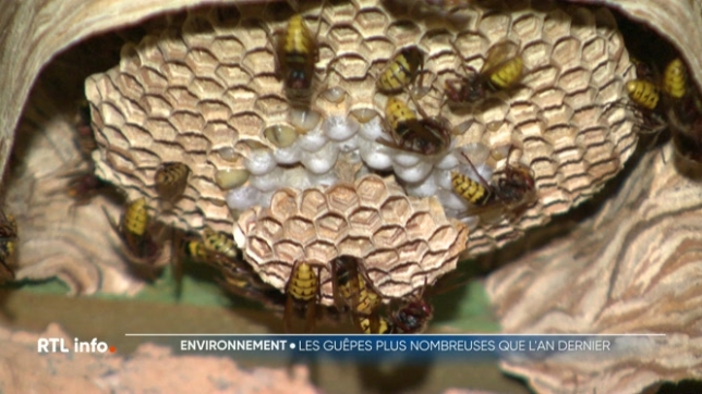 Sur les terrasses et dans les jardins, les guêpes semblent être nombreuses, cette année. Mais sont-elles plus nombreuses que l'an dernier ? Eléments de réponse.