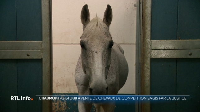 Des potentiels acheteurs ont pu monter sur des chevaux de compétition, saisis dans le cadre d’une affaire pénale, avant de faire une offre aux enchères du SPF Finances.