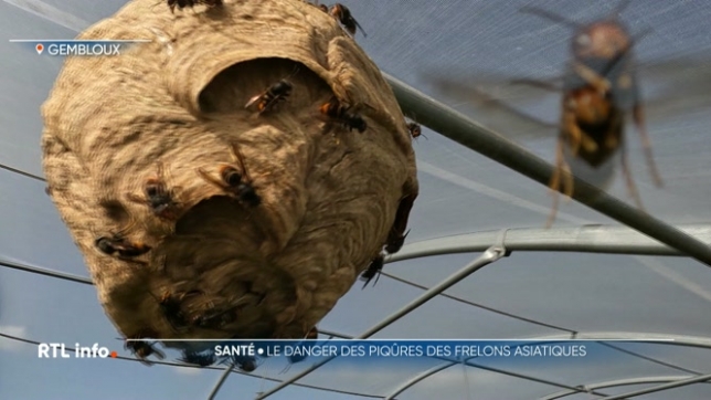 Un homme de 49 ans a dû être réanimé à Brecht après avoir été piqué à 2 reprises par un frelon asiatique. Il est désormais dans un état stable, mais cet incident soulève pas mal de questions. Comment savoir s'il s'agit d'un frelon et pas une guêpe ou une abeille ? Et que faire si on a été piqué ?