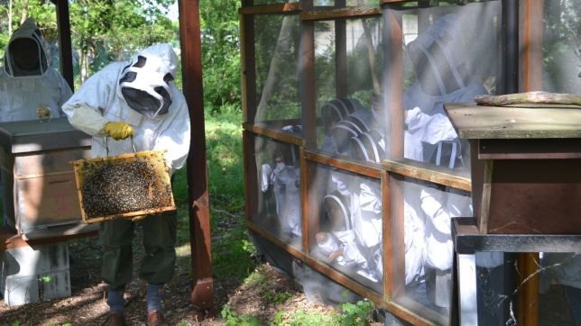 Protégeons les abeilles.