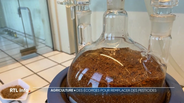 Dix essences de bois, dont l'épicéa et le pin sylvestre, sont étudiées pour leur potentiel herbicide dans les laboratoires de Gembloux Agro Bio-Tech. Le projet vise la mise en place d'une filière de valorisation des écorces pouvant remplacer les produits classiques de protection des plantes.