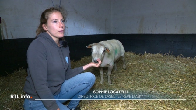 Ce lundi, des membres d'un refuge sont intervenus à Thuin où ils ont découvert des cadavres de poules, d'oies ou encore de moutons. Des opérations qui se multiplient à la suite des dénonciations qui sont en augmentation. Mais il n'y a quasiment plus de place pour accueillir les animaux de ferme.