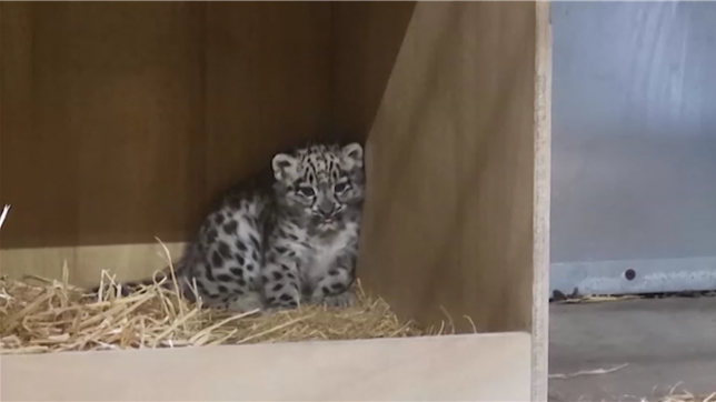 Images rares d'un bébé léopard des neiges, né dans le zoo de Chester, au Royaume-Uni.