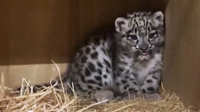 Bébé léopard des neiges
