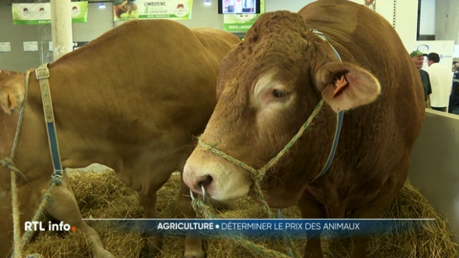 Les éleveurs bovins sont fiers de présenter chaque année leurs plus belles bêtes à la Foire de Libramont qui se déroule tout le week-end. L'un des moments les plus attendus de l'évènement est le concours national de Blanc Bleu Belge.