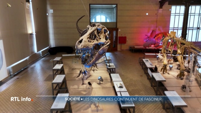 Au cinéma avec le dernier Jurassic World ou à l’Institut des Sciences naturelles de Bruxelles, le dinosaure reste la star des musées. Mais derrière les vitrines, des scientifiques passionnés poursuivent un travail de fourmi sur ces géants disparus.
