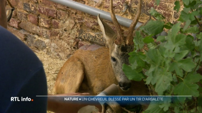 Le chevreuil a été blessé par un riverain excédé par les incursions régulières de l'animal dans son jardin. Une association a pris en charge l'animal, et a décidé de porter plainte.