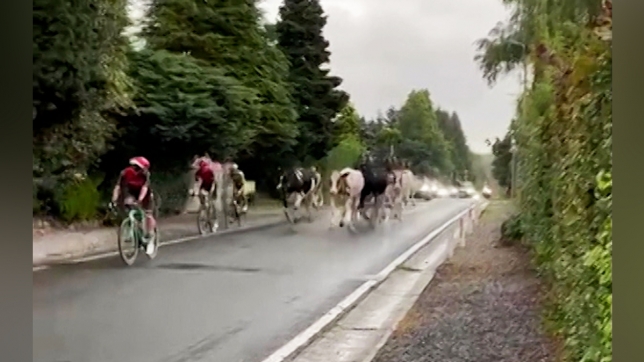 Capture d’écran de la vidéo envoyée par la propriétaire des vaches via Alertez-nous