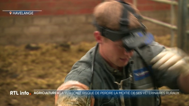 Si rien de change, la Wallonie aura perdu la moitié de ses vétérinaires ruraux en 2035. Une pénurie inquiétante qui concerne principalement la province de Luxembourg où l'on compte aujourd'hui seulement un vétérinaire pour 2.800 animaux.