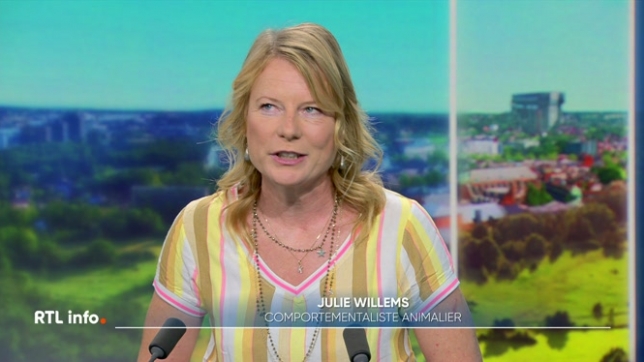 Julie Willems, comportementaliste animalier, nous donne quelques conseils en cette période de vacances. Comment préparer son animal au voyage en voiture ou en avion ? Quand vaut-il mieux le mettre en pension ou engager un petsitter ?