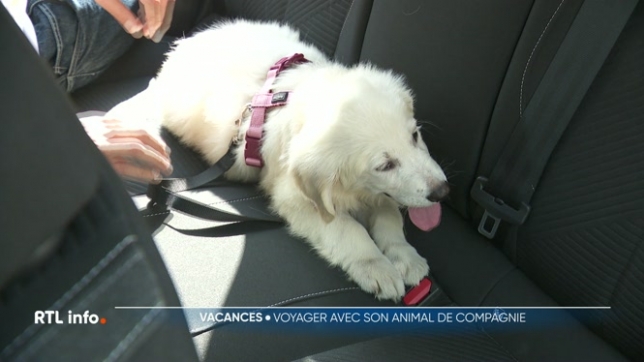 Voici quelques conseils en cette période de vacances avant de voyager avec son animal de compagnie. Comment préparer son animal au voyage en voiture ou en avion ? Quand vaut-il mieux le mettre en pension ou engager un petsitter ?
