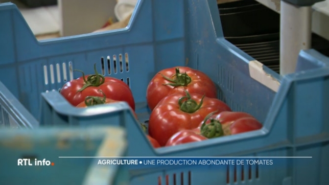 Un maraîcher d'Oreye s'est retrouvé avec une récolte de tomates trop abondante, et trop peu de débouchés, en raison de la météo fluctuante et des consommateurs en vacances.