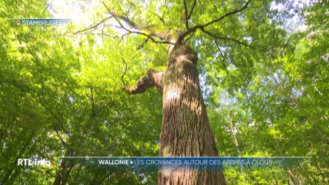En Wallonie, les arbres à loques et à clous sont plus que de simples troncs, certains y voient en eux la guérison. Par le biais de rituels, certaines personnes se débarrassent de leurs douleurs.