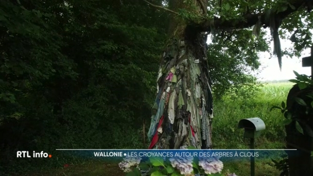 En Wallonie, les arbres à loques et à clous sont plus que de simples troncs, certains y voient en eux la guérison. Par le biais de rituels, certaines personnes se débarrassent de leurs douleurs.