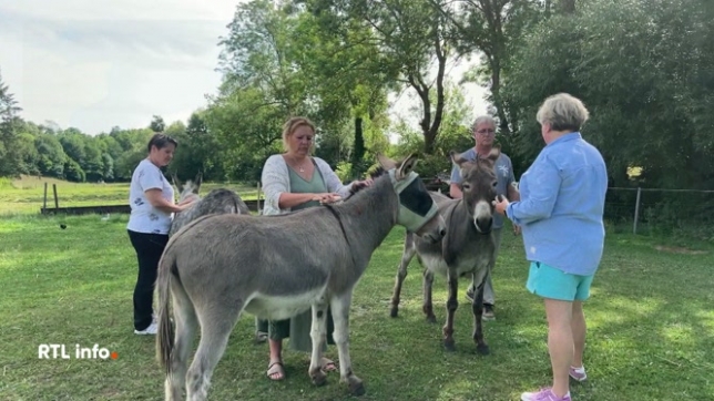 Notre tour des régions nous emmène, aujourd'hui, à Leugnies, près de Beaumont, en province de Hainaut. C'est là qu'une passionnée de chevaux a lancé une activité originale : offrir aux gens un moment de relaxation grâce à des ânes.