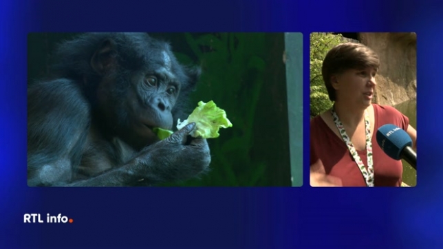Florent Vanden Bergh est en direct du zoo de Planckendael, près de Malines.