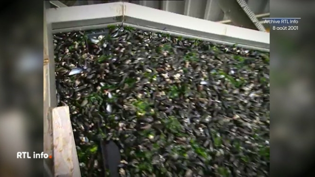 Trois semaines après la date prévue, les moules partent enfin vers la Belgique, en camion mais également en hélicoptère. Près d'un million de moules sont réservées pour le marché belge, excellentes mais plus chères de 20 à 30% cette année en raison d'une baisse de la production.