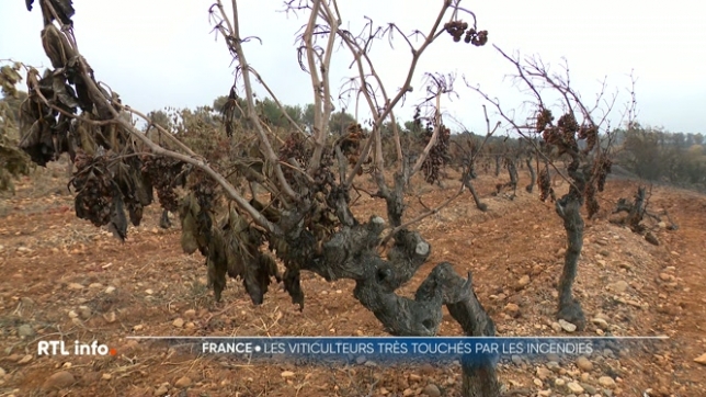 L'incendie a parcouru plus de 17.000 hectares de végétation, dont des cultures et des vignobles. Certains sont détruits par les flammes, d'autres sont pollués par les fumées et les cendres. Comment les viticulteurs vont-ils faire face à cette situation ? Rencontre à Saint-Laurent-de-la-Cabrerisse.