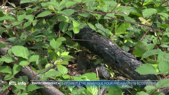 L'incendie qui a détruit 17.000 hectares de végétation dans l'Aude, en France, laisse place à des paysages lunaires et dévastés. Mais, ces feux, dans certains cas et dans une certaine mesure, peuvent être profitables à la nature. Explications.