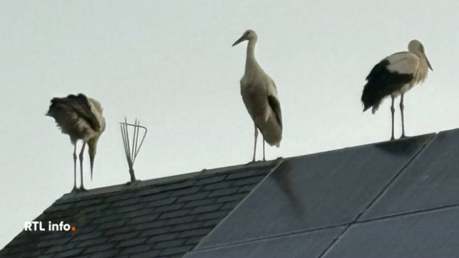 La scène est assez inhabituelle: une cinquantaine de cigognes blanches se sont posées sur les toits des habitations hier soir. Pourquoi ces oiseaux ont-ils élus domicile à Ondenval, petit village de la commune de Waimes, en province de Liège ?