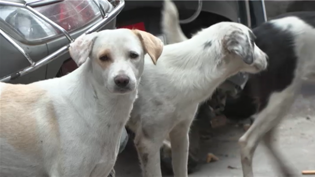 Inde: la Cour suprême ordonne le placement des chiens errants de Delhi dans des refuges