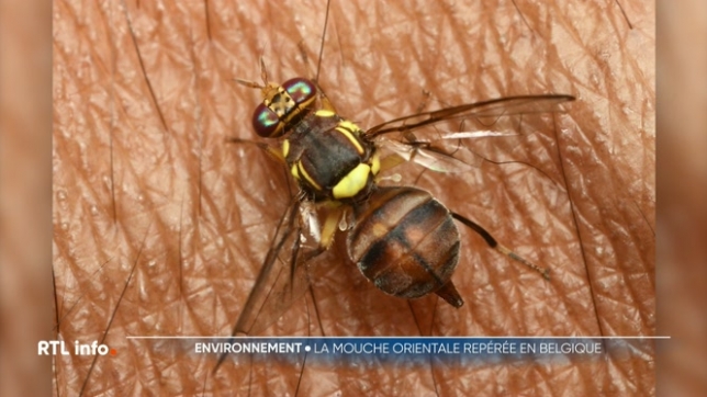 13 mouches orientales ont été repérées en Belgique depuis 2013. L'AFSCA a retrouvé deux spécimens à Koeklberg et à Anvers la semaine dernière. Inoffensive pour les humains et les animaux, l'insecte peut se révéler nuisible pour les cultures car les larves dévorent la chair des fruits et des légumes.