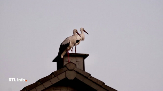La scène est assez inhabituelle: une cinquantaine de cigognes blanches se sont posées sur les toits des habitations hier soir. Pourquoi ces oiseaux ont-ils élus domicile à Ondenval, petit village de la commune de Waimes, en province de Liège ?