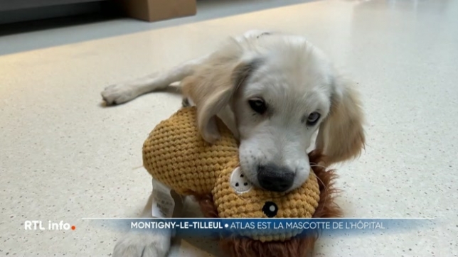 Les patients du centre de soins palliatifs de l'hôpital Léonard de Vinci à Montigny-le-Tilleul à Charleroi ont accueilli Atlas, un petit chien qui se balade dans les couloirs pour apporter du bonheur aux patients.