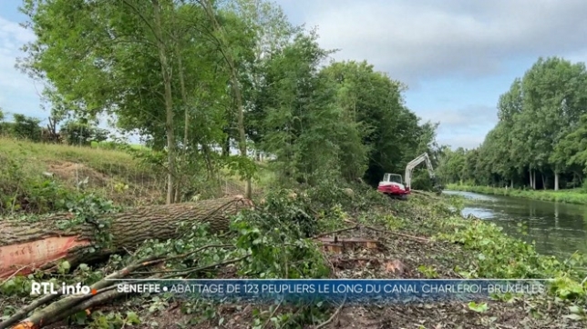 À Seneffe, le long du chemin de halage de l'ancien canal Charleroi-Bruxelles, des dizaines de peupliers ont été abattus et sont tombés dans l'eau. Cette opération, lancée à la mi-juillet, concerne 123 arbres fragilisés. Le but est de prévenir les risques d'accidents pour les promeneurs.
