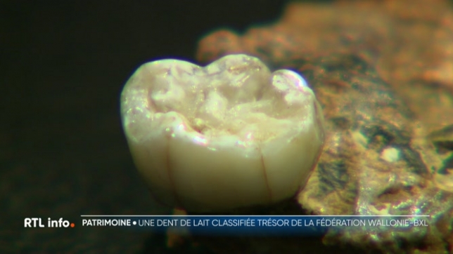 Une dent de lait datant de la période de Néandertal vient d’être classée Trésor par la Fédération Wallonie-Bruxelles, ce qui signifie qu'elle est considérée comme un bien exceptionnel à conserver impérativement. Mais à quoi sert cette classification et quelles en sont les conséquences ?
