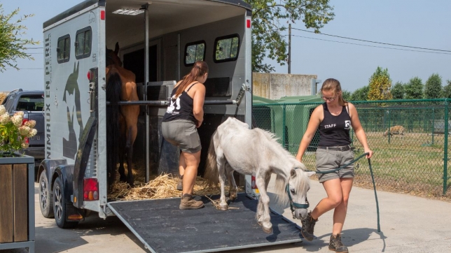Animaux saisis à Baudour
