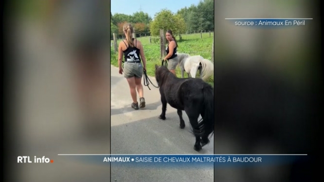 Treize chevaux, cinq poneys et un âne ont été secourus par l'Unité du bien-être animal. Les animaux ont été découverts dans un état de santé très alarmant. Ils vivaient dans leurs excréments, sans eau et sans foin. Une intervention très délicate.