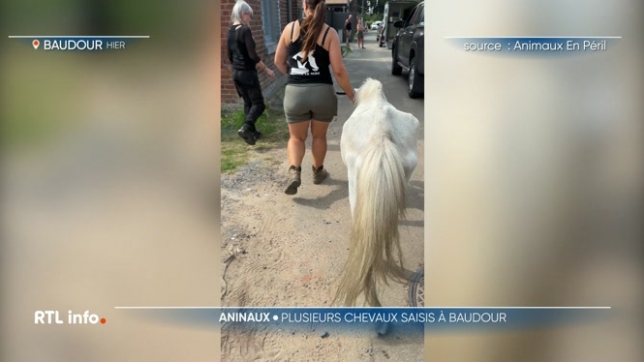 Treize chevaux, cinq poneys et un âne ont été secourus par l'Unité du bien-être animal. Les animaux ont été découverts dans un état de santé très alarmant. Ils vivaient dans leurs excréments, sans eau et sans foin. La propriétaire se défend de tous mauvais traitements.