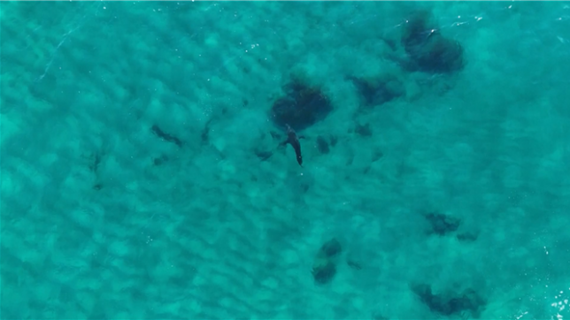 Grosse frayeur ce lundi 18 août au petit matin pour Brad Ross, un surfeur de Cabarita Beach (Australie). Vers 7h30, sa planche a été mordue par ce qui est désormais identifié comme un grand requin blanc de cinq mètres. Miraculeusement, il s’en est sorti indemne.