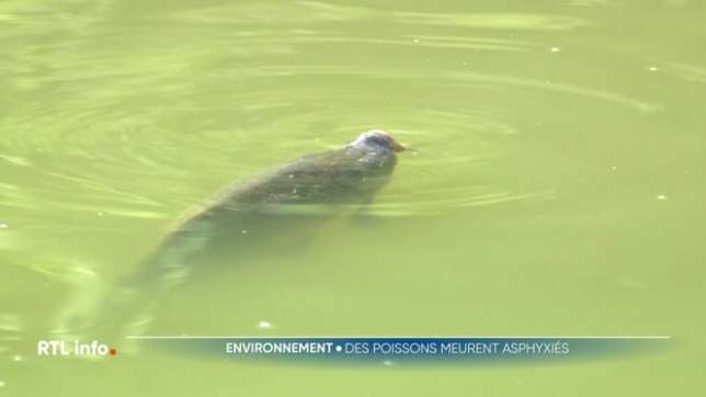 Un concours de pêche a été annulé ce weekend à Genappe. Il devait se dérouler dans l'étang du parc de la Dyle; mais de nombreux poissons sont morts juste avant le début de la compétition, victimes d'un manque d'oxygène causé par la vague de chaleur de la semaine passée.