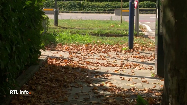 Les feuilles des arbres tombent déjà. A certains endroits, la chute des feuilles peut faire penser à des paysages de fin septembre. Il s'agit d'une conséquence du temps sec et chaud des dernières semaines.