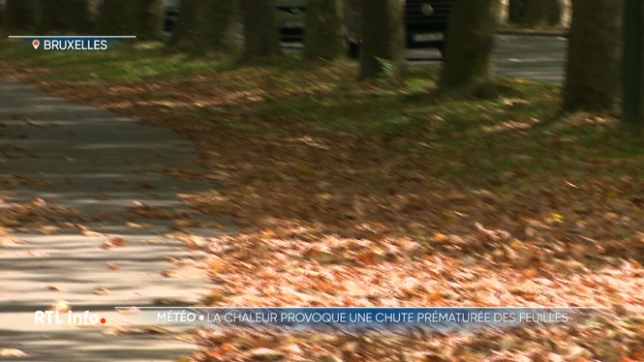 Les feuilles des arbres tombent déjà. A certains endroits, la chute des feuilles peut faire penser à des paysages de fin septembre. Il s'agit d'une conséquence du temps sec et chaud des dernières semaines.