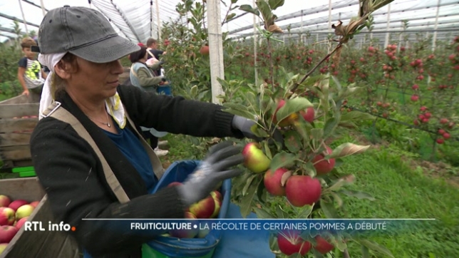 Les pommes sont déjà prêtes à être récoltées chez les fruiticulteurs. Ce n'est pas forcément le cas pour les particuliers, qui doivent encore patienter pour d'autres variétés.