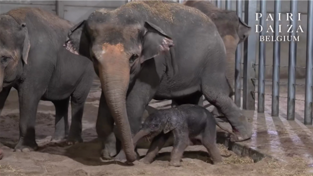 Un éléphanteau est venu au monde jeudi, à 18 minutes après minuit, dans le dortoir des éléphants.